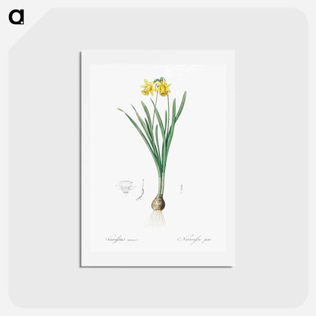 アートポストカード-Lesser wild daffodil illustration - ピエール ジョゼフ ルドゥーテ Postcard.