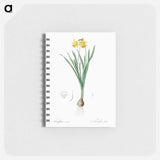Lesser wild daffodil illustration - ピエール ジョゼフ ルドゥーテ Memo.