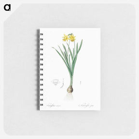 アートメモ帳-Lesser wild daffodil illustration - ピエール ジョゼフ ルドゥーテ Memo.