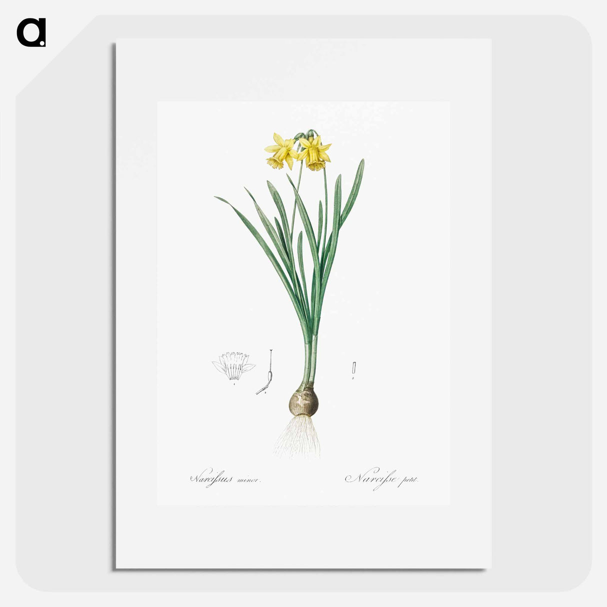 Lesser wild daffodil illustration - ピエール ジョゼフ ルドゥーテ Poster.