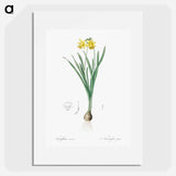 Lesser wild daffodil illustration - ピエール ジョゼフ ルドゥーテ Poster.