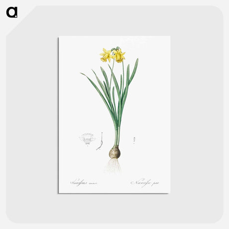 アートポストカード-Lesser wild daffodil illustration - ピエール ジョゼフ ルドゥーテ Postcard.