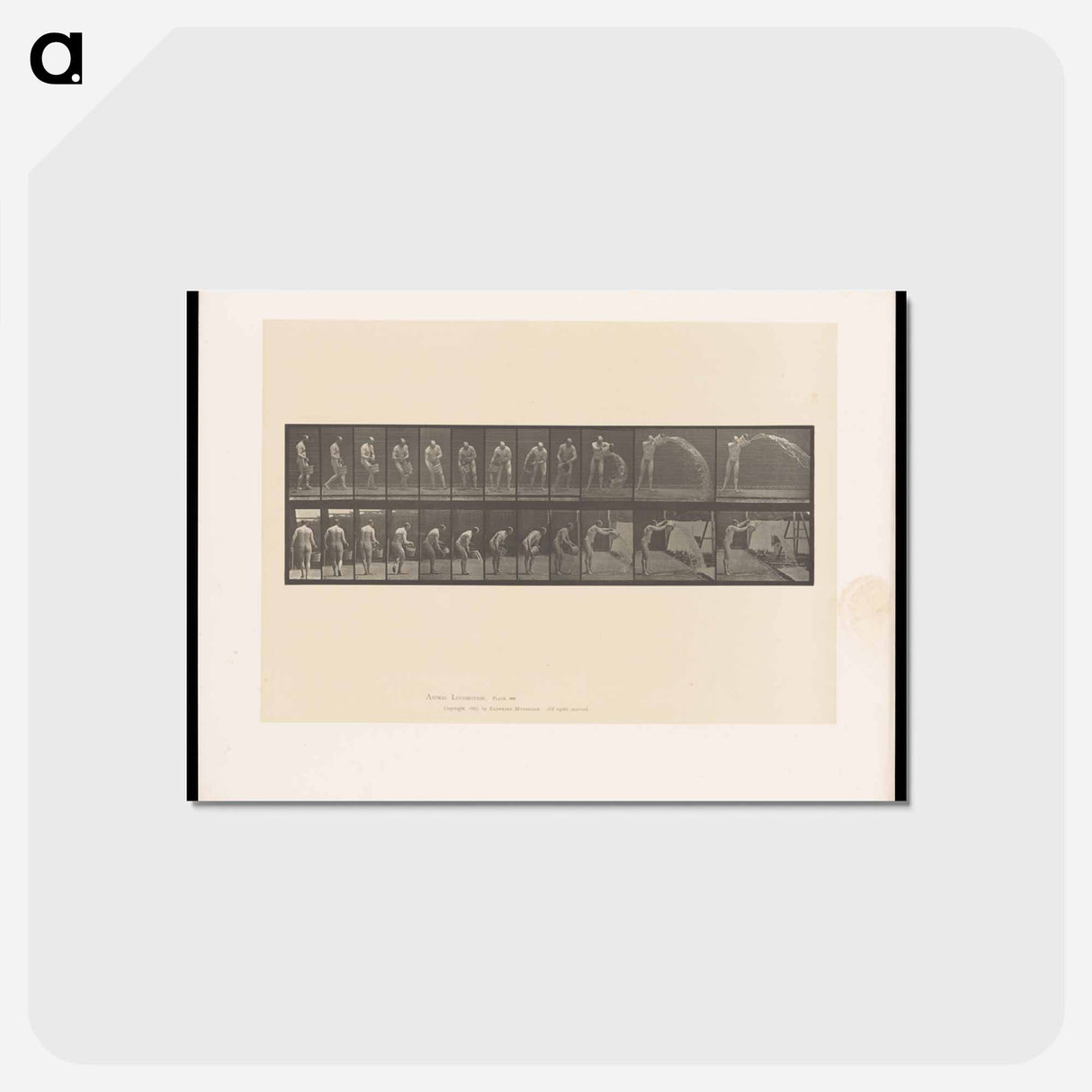 アートポストカード-The Water Bearer
 - エドワード マイブリッジ Postcard.