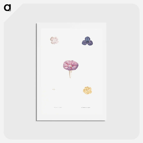 アートポストカード-Morning glory - ピエール ジョゼフ ルドゥーテ Postcard.