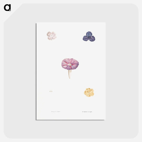 アートポストカード-Morning glory - ピエール ジョゼフ ルドゥーテ Postcard.