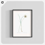 Pale garlic illustration - Pierre Joseph Redouté Poster.