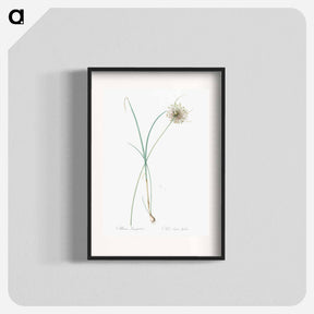 アートポスター-Pale garlic illustration - ピエール ジョゼフ ルドゥーテ Poster.