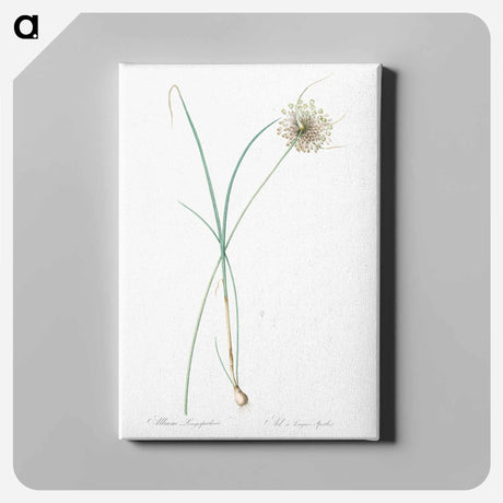 アートパネル-Pale garlic illustration - ピエール ジョゼフ ルドゥーテ Canvas.