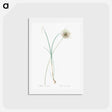 アートポストカード-Pale garlic illustration - ピエール ジョゼフ ルドゥーテ Postcard.
