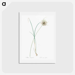 アートポストカード-Pale garlic illustration - ピエール ジョゼフ ルドゥーテ Postcard.