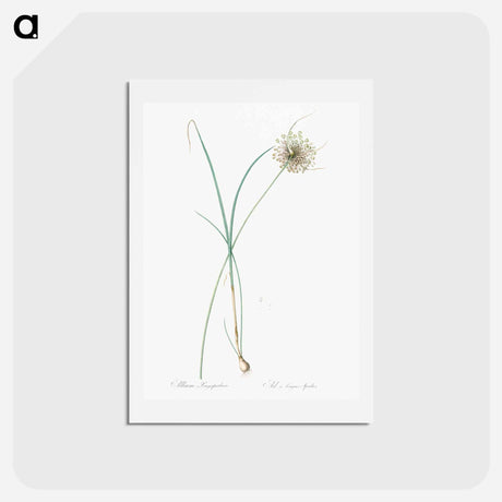 アートポストカード-Pale garlic illustration - ピエール ジョゼフ ルドゥーテ Postcard.