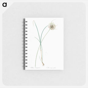 アートメモ帳-Pale garlic illustration - ピエール ジョゼフ ルドゥーテ Memo.