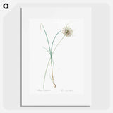 Pale garlic illustration - Pierre Joseph Redouté Poster.