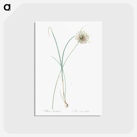 アートポストカード-Pale garlic illustration - ピエール ジョゼフ ルドゥーテ Postcard.