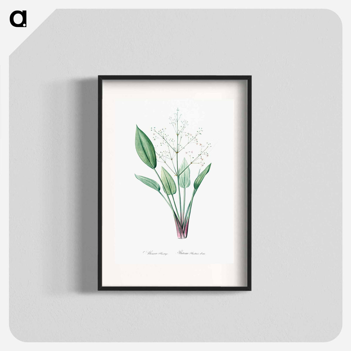 European water-plantain illustration - Pierre-Joseph Redouté Poster.