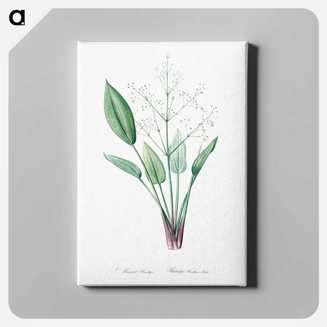 アートパネル-European water-plantain illustration - ピエール ジョゼフ ルドゥーテ Canvas.
