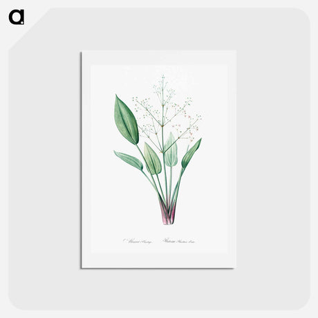 アートポストカード-European water-plantain illustration - ピエール ジョゼフ ルドゥーテ Postcard.
