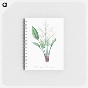 アートメモ帳-European water-plantain illustration - ピエール ジョゼフ ルドゥーテ Memo.