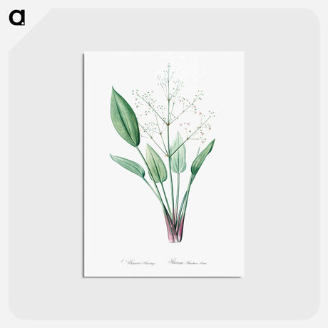 アートポストカード-European water-plantain illustration - ピエール ジョゼフ ルドゥーテ Postcard.