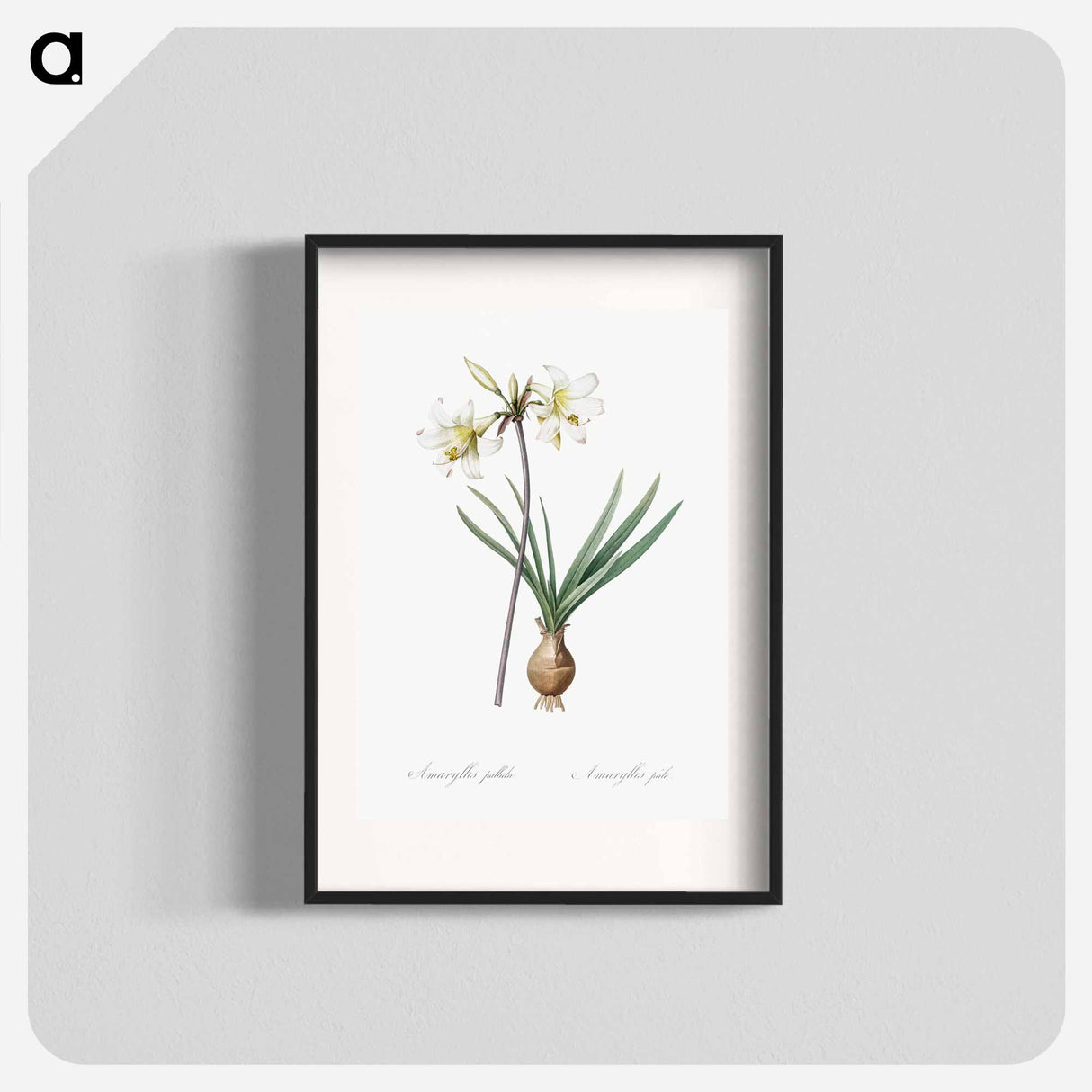 Belladonna lily illustration - Pierre Joseph Redouté Poster.