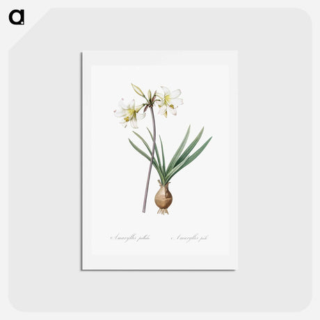 アートポストカード-Belladonna lily illustration - ピエール ジョゼフ ルドゥーテ Postcard.