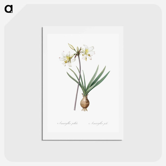 アートポストカード-Belladonna lily illustration - ピエール ジョゼフ ルドゥーテ Postcard.