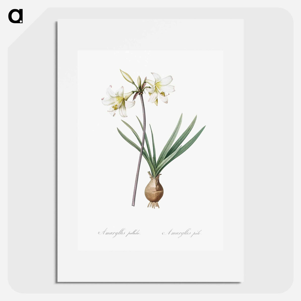 Belladonna lily illustration - Pierre Joseph Redouté Poster.