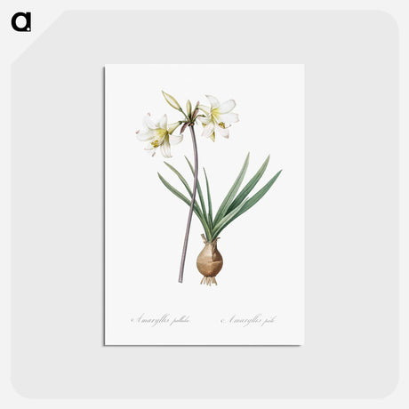 アートポストカード-Belladonna lily illustration - ピエール ジョゼフ ルドゥーテ Postcard.
