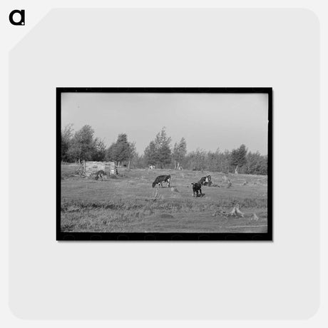 アートポストカード-Cows Grazing near Mizpah
 - ラッセル リー Postcard.
