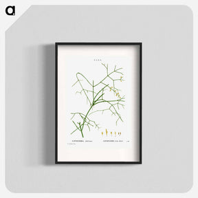アートポスター-Ephedra altissima - ピエール ジョゼフ ルドゥーテ Poster.