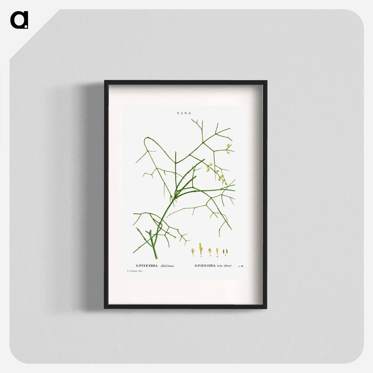 Ephedra altissima - ピエール ジョゼフ ルドゥーテ Poster.