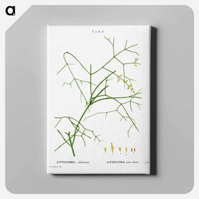 アートパネル-Ephedra altissima - ピエール ジョゼフ ルドゥーテ Canvas.