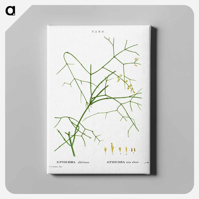 アートパネル-Ephedra altissima - ピエール ジョゼフ ルドゥーテ Canvas.