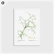 アートポストカード-Ephedra altissima - ピエール ジョゼフ ルドゥーテ Postcard.