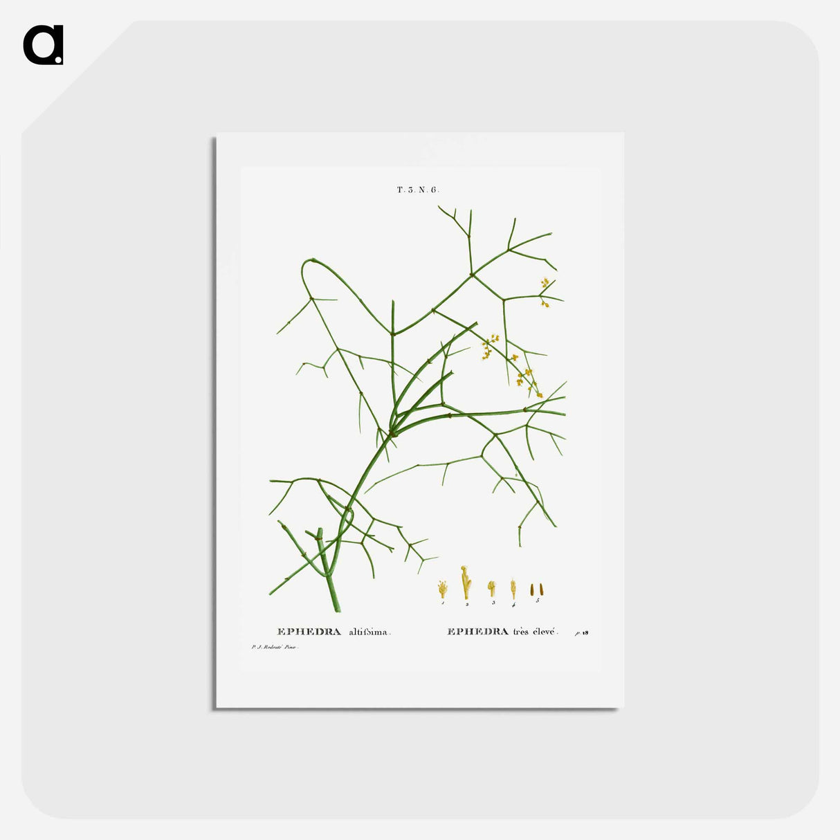 アートポストカード-Ephedra altissima - ピエール ジョゼフ ルドゥーテ Postcard.