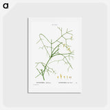 アートポストカード-Ephedra altissima - ピエール ジョゼフ ルドゥーテ Postcard.