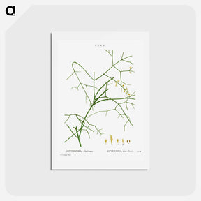 アートポストカード-Ephedra altissima - ピエール ジョゼフ ルドゥーテ Postcard.