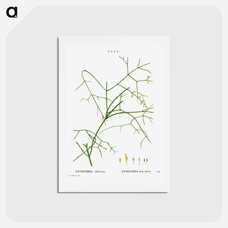 アートポストカード-Ephedra altissima - ピエール ジョゼフ ルドゥーテ Postcard.