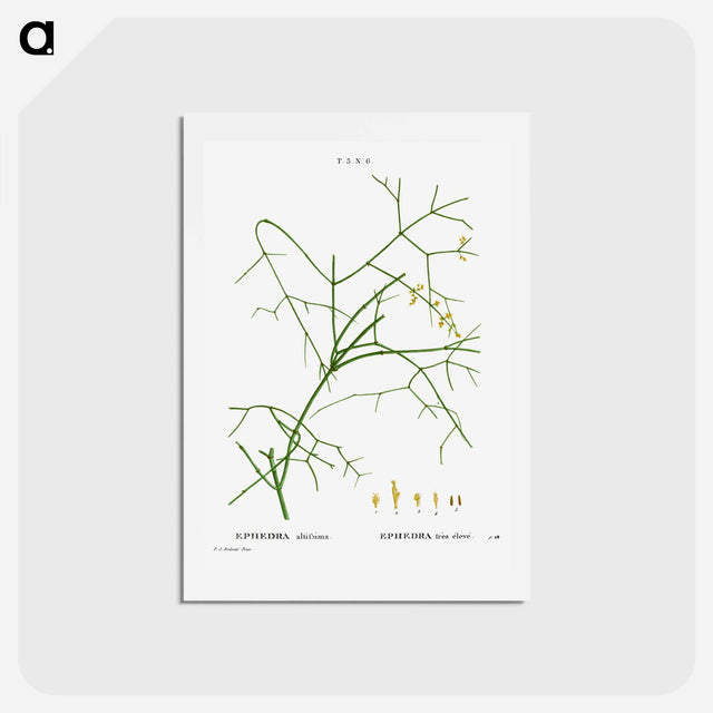 アートポストカード-Ephedra altissima - ピエール ジョゼフ ルドゥーテ Postcard.