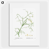 Ephedra altissima - ピエール ジョゼフ ルドゥーテ Poster.