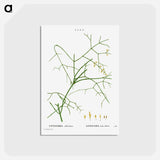 アートポストカード-Ephedra altissima - ピエール ジョゼフ ルドゥーテ Postcard.