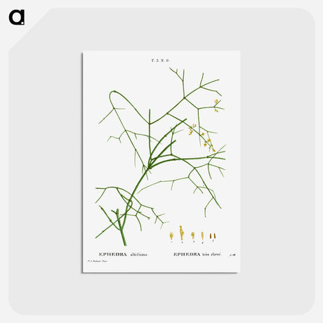 アートポストカード-Ephedra altissima - ピエール ジョゼフ ルドゥーテ Postcard.