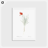 アートポストカード-Coral lily illustration - ピエール ジョゼフ ルドゥーテ Postcard.