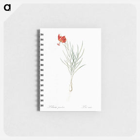 アートメモ帳-Coral lily illustration - ピエール ジョゼフ ルドゥーテ Memo.