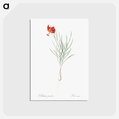 アートポストカード-Coral lily illustration - ピエール ジョゼフ ルドゥーテ Postcard.