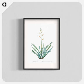 アートポスター-New Zealand flax illustration - ピエール ジョゼフ ルドゥーテ Poster.