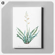 アートパネル-New Zealand flax illustration - ピエール ジョゼフ ルドゥーテ Canvas.