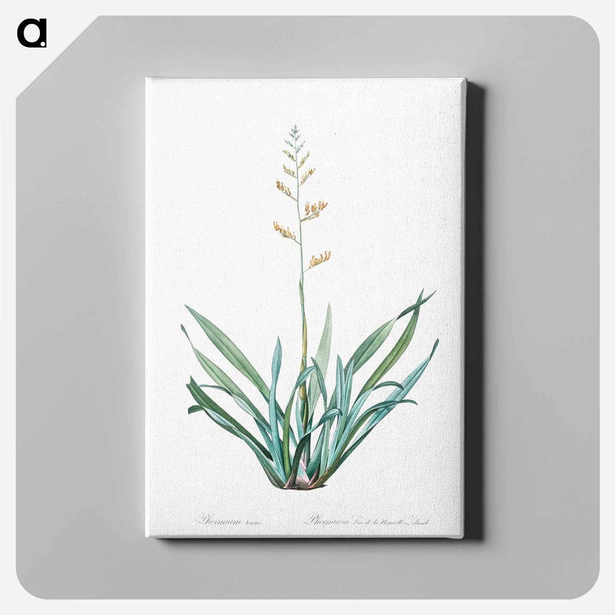 アートパネル-New Zealand flax illustration - ピエール ジョゼフ ルドゥーテ Canvas.