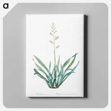 アートパネル-New Zealand flax illustration - ピエール ジョゼフ ルドゥーテ Canvas.