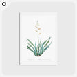 アートポストカード-New Zealand flax illustration - ピエール ジョゼフ ルドゥーテ Postcard.